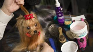 Westminster Dog Show
