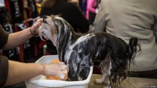 Westminster Dog Show
