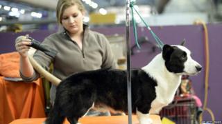 Westminster Dog Show