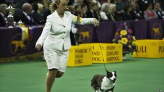 Westminster Dog Show
