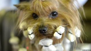 Yorkshire Terrier