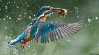 Kingfisher catches a fish