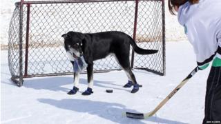 Buzz on an ice rink with a hockey puck
