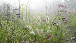 plants and grass in the mist