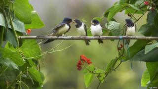 Swallows on a branch