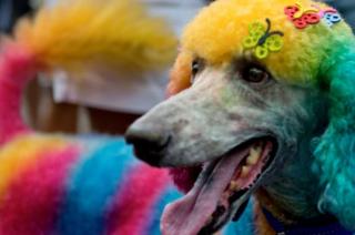 A rainbow coloured poodle