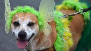 A dog with angel wings on its ears