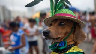 A dog in a hat