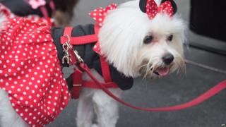 A dog dressed as Minnie Mouse in a red dress