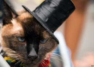 A cat in a top hat