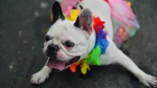 A dog with a colourful garland