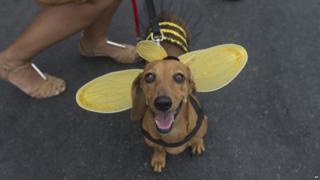 A dog dressed like of a bee is seen during the dog carnival
