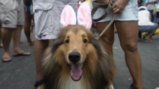 A dog dressed in bunny ears is seen during the Blocao dog carnival