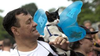 A cat with butterfly wings