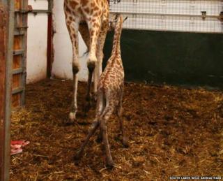 Baby giraffe