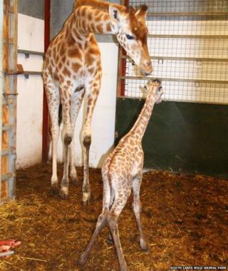 baby giraffe and adult giraffe