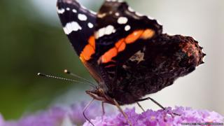 red admiral