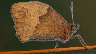 meadow brown butterfly