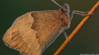 meadow brown butterfly