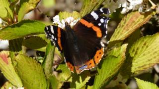 red admiral