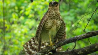 Juvenile barred forest falcon