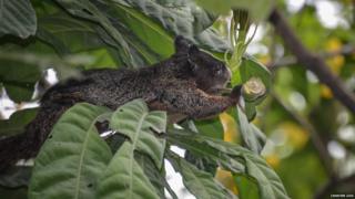 Guayaquil squirrel