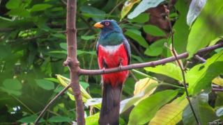 Ecuadorian trogon