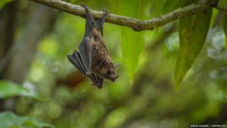 Long-tongued bat