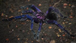 purple tarantula