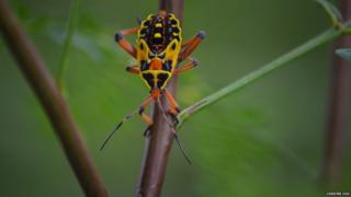 giant mesquite bug