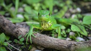 iguana