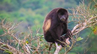 mantled howler monkey