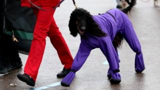 Dog in a purple coat