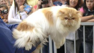 A Himalayan cat