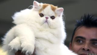 A man presents a Persian cat