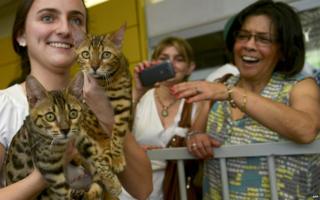 A woman presents Bengal cats
