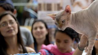People look at a Sphynx cat