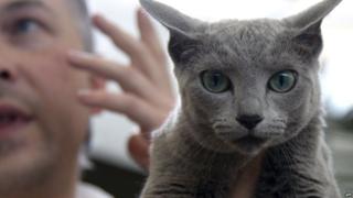 A Blue Russian cat