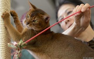 Hisako Yamada plays with an Abisinios cat