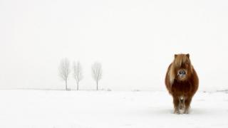 The Cold Pony by Gert van den Bosch, Netherlands, Winner, Open Nature & Wildlife, 2014 Sony World Photography Awards