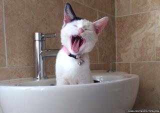A cat yawning in a sink