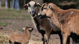 Cameroon lamb with adult sheep