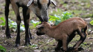 Cameroon lamb
