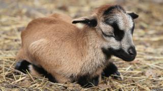 Cameroon lamb