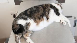 Pepsi the cat
