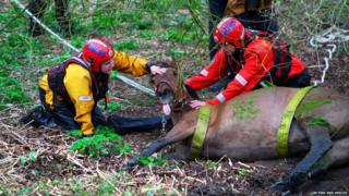 Horse stuck in river