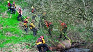 Horse stuck in river