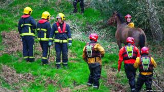 Horse stuck in river