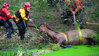 Horse stuck in river