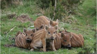 Wild boar